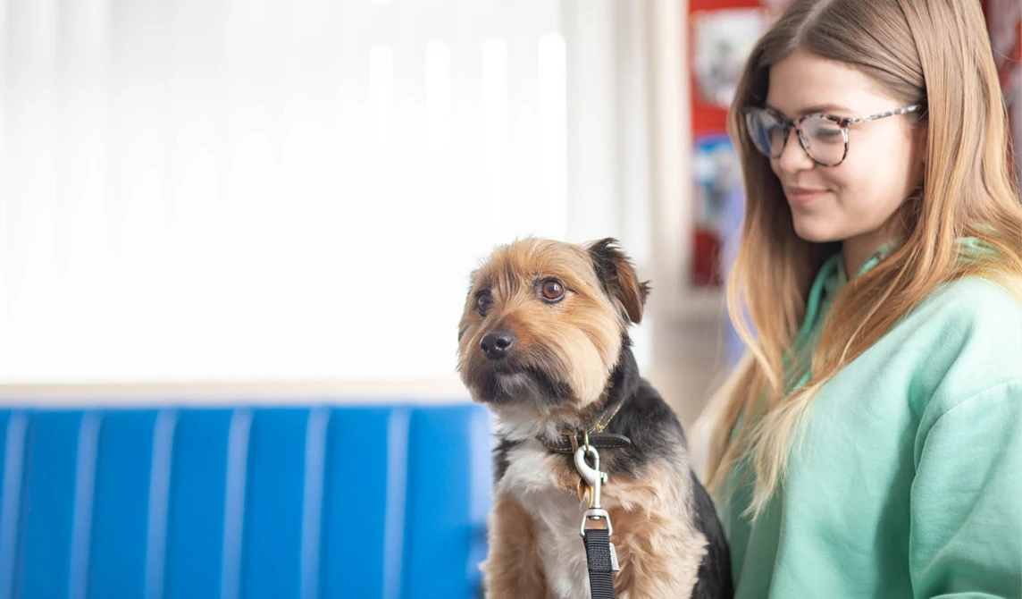 brown and black little dog sitting on owners lap