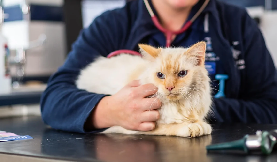 ginger cat with blue eyes with vet