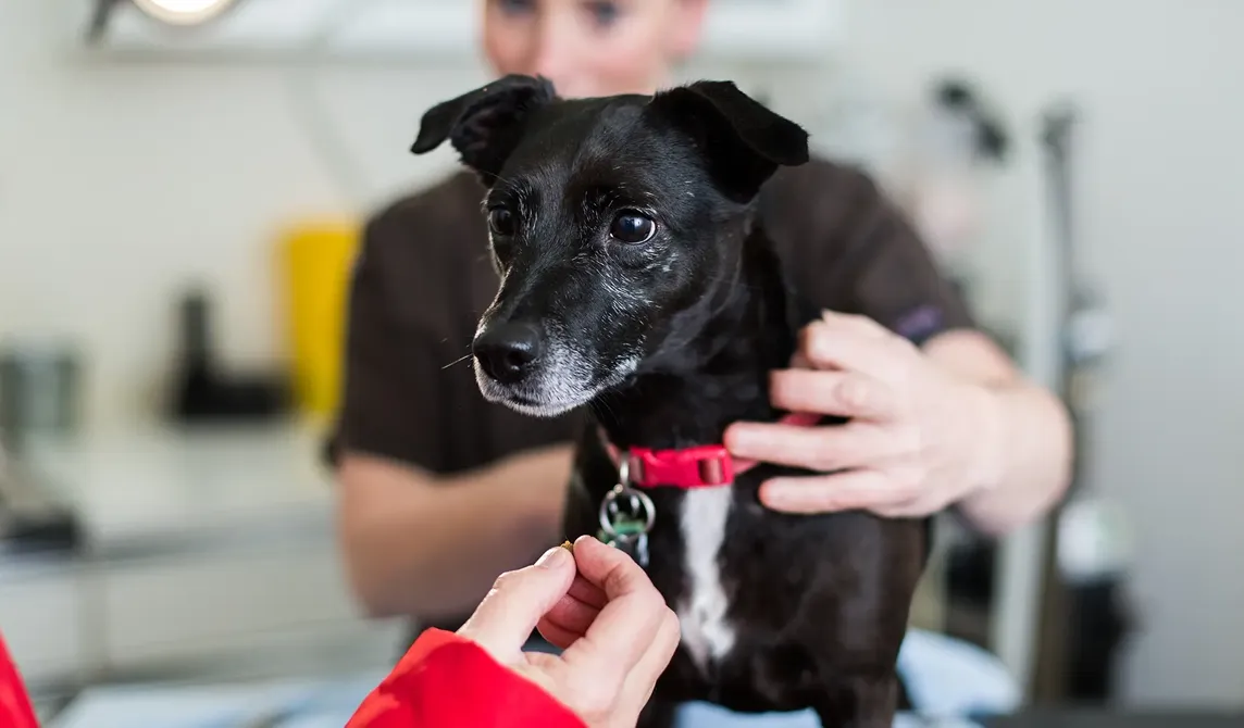 small black dog with pink collar