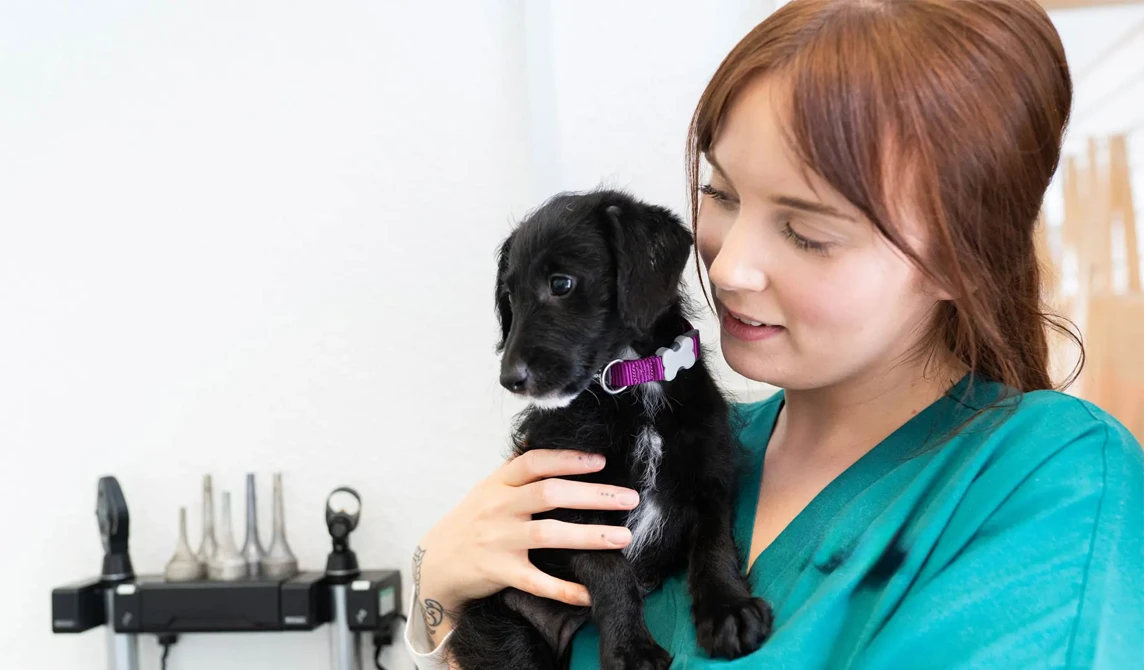vet nurse holding black puppy