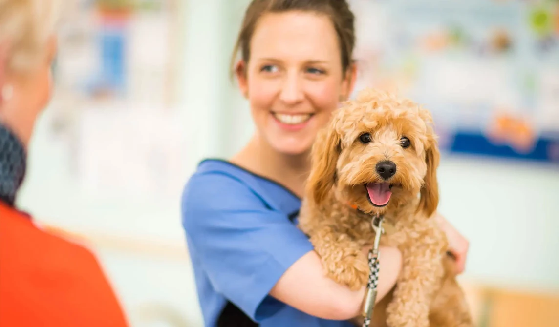 vet nurse holding golden happy dog