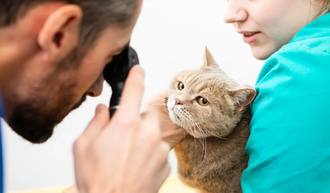 brown cat having eyes checked by vet