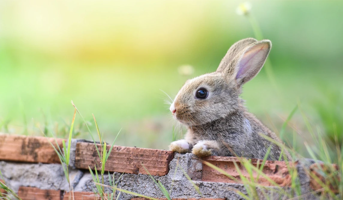 brown rabbit in grass