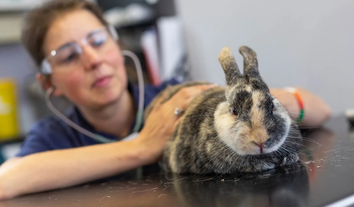 grey and brown rabbit with vet