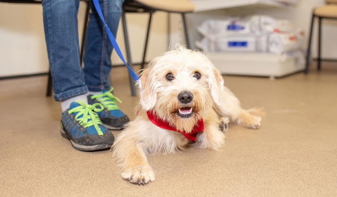 happy shaggy dog lying in vet waiting room