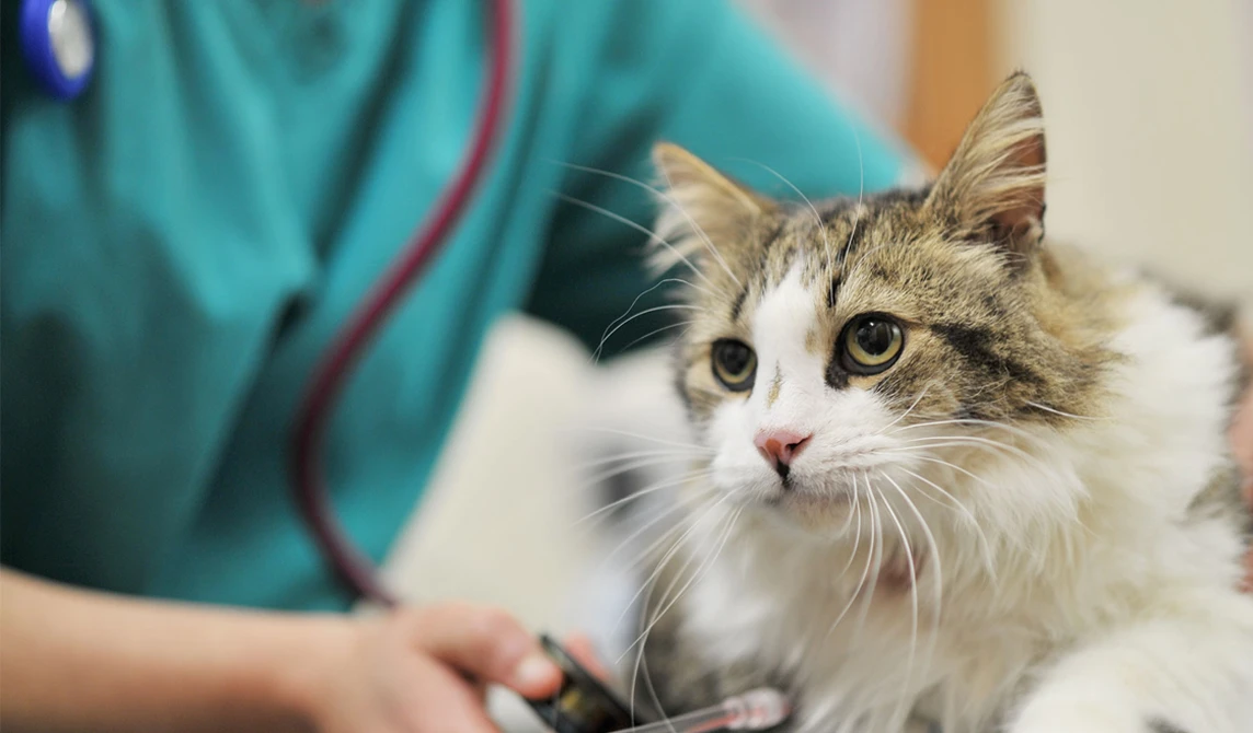 vet examining brown and white fluffy cat