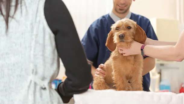 brown dog in vet consult