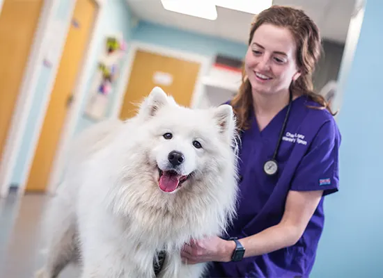 White fluffy dog with nurse
