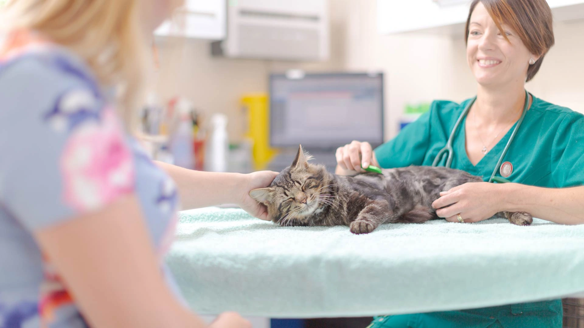 Tabby cat consultation