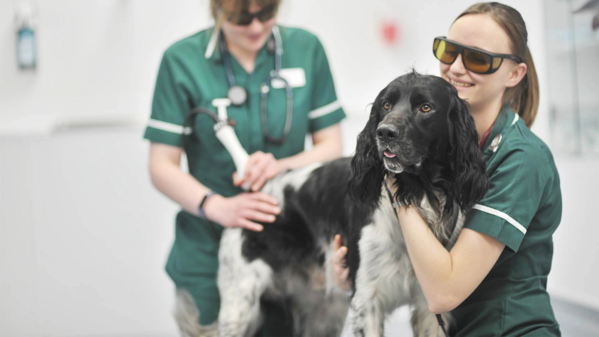 Cocker spaniel laser therapy