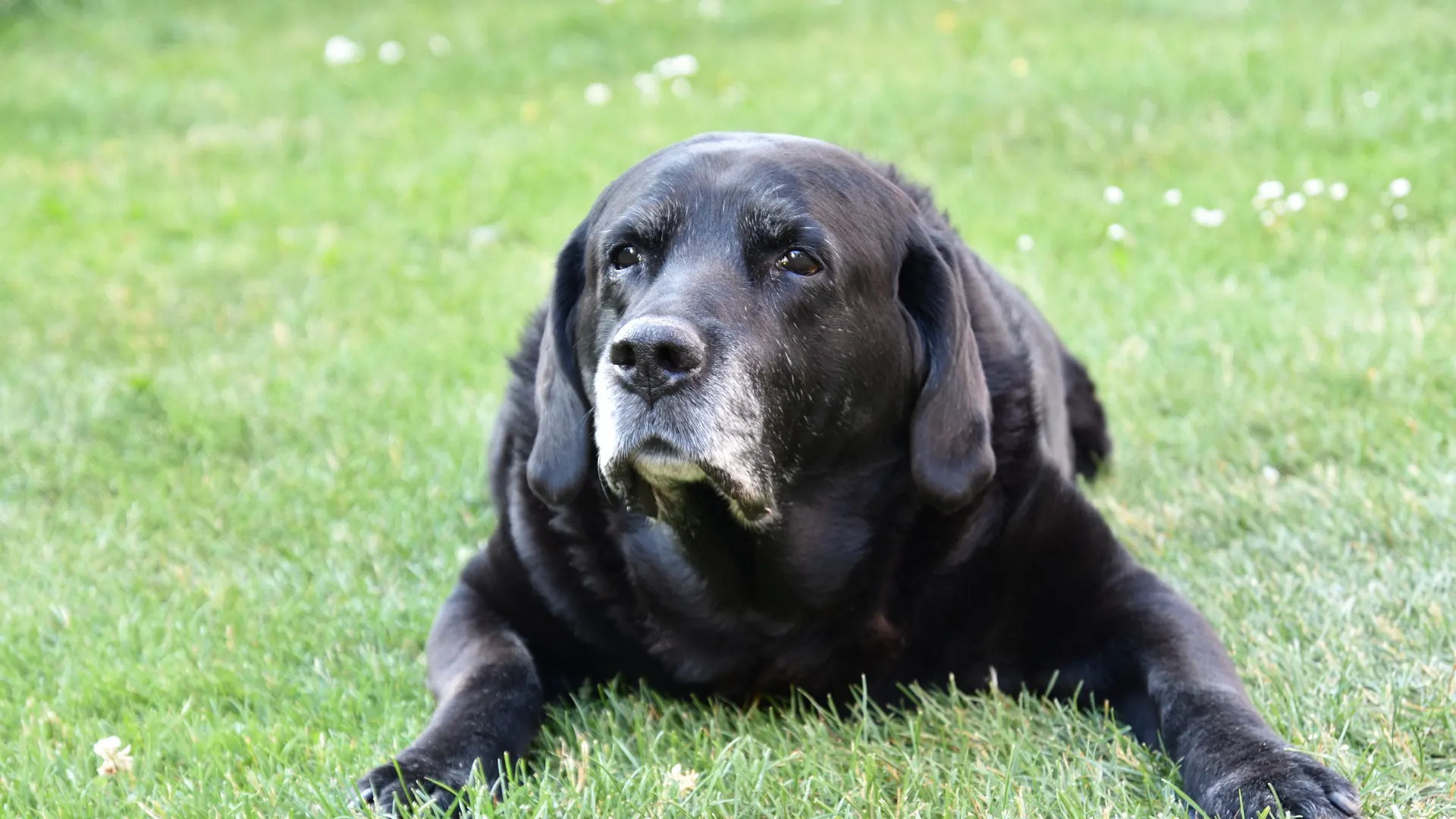 Old dog in grass