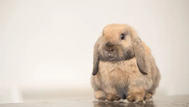 Rabbit in clinic 