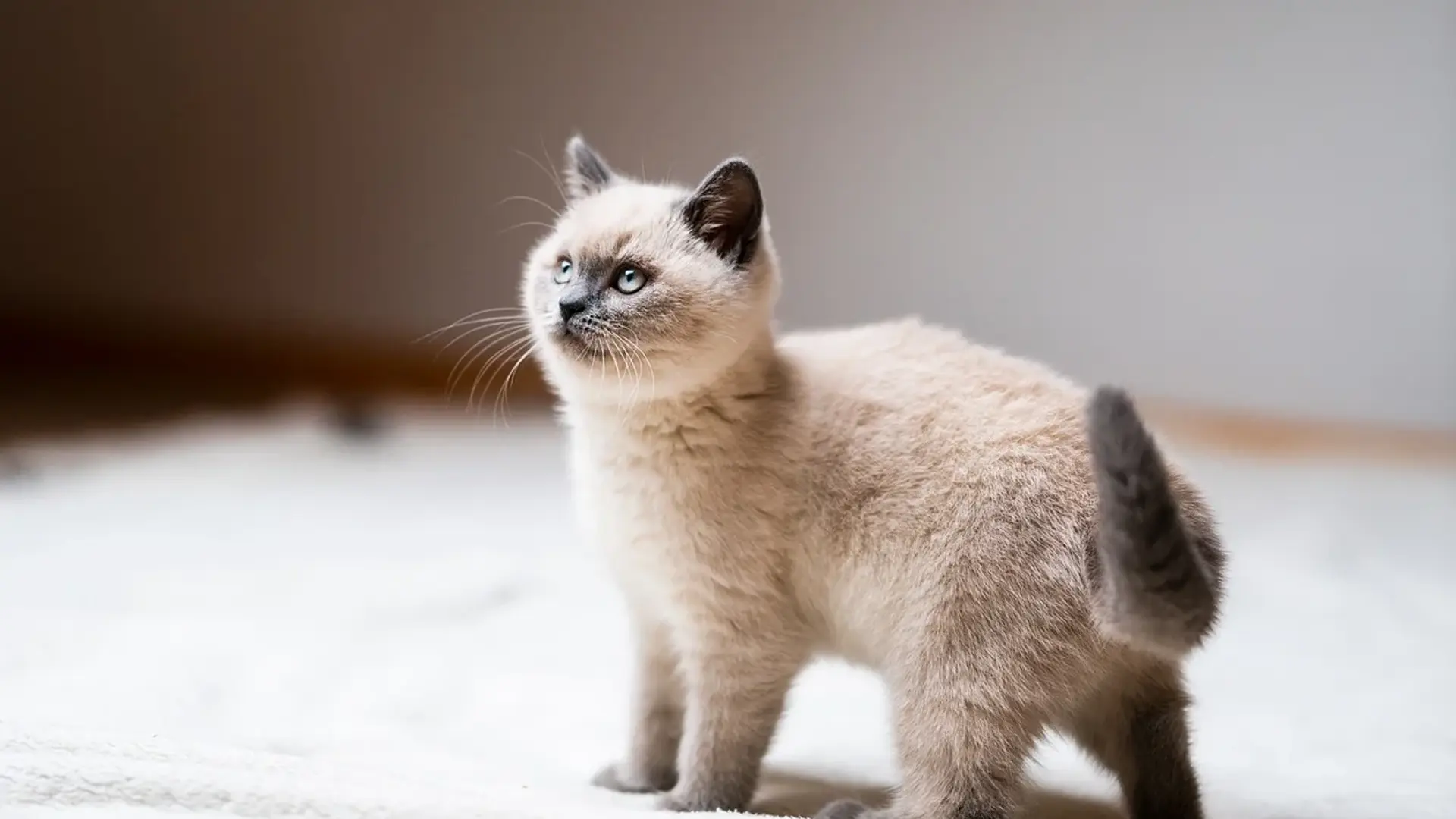 Ragdoll kitten