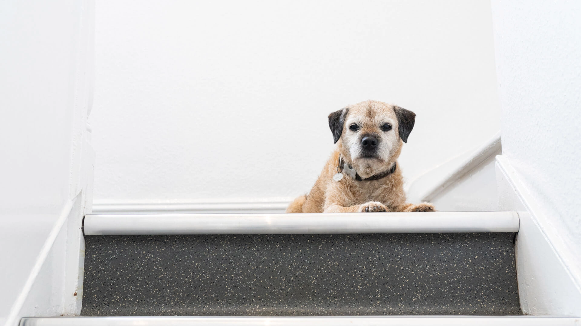 Senior border terrier sitting on step
