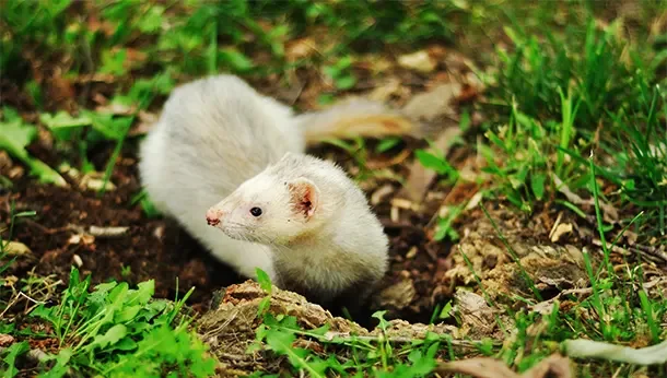 White ferret outside