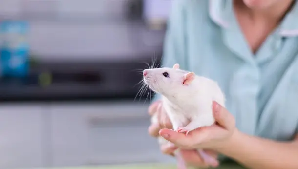 white rat held by vet nurse