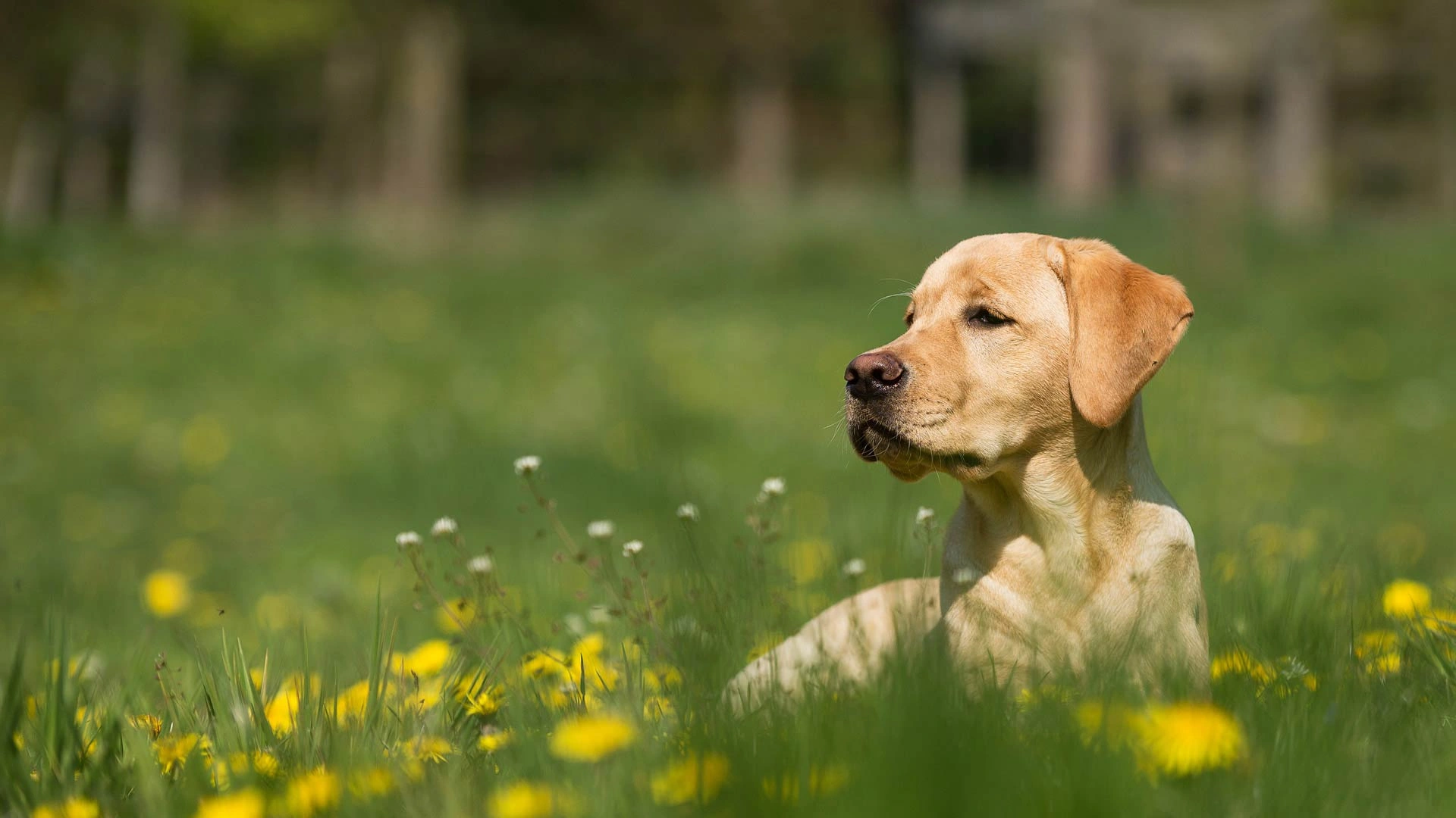 Young lab in grass