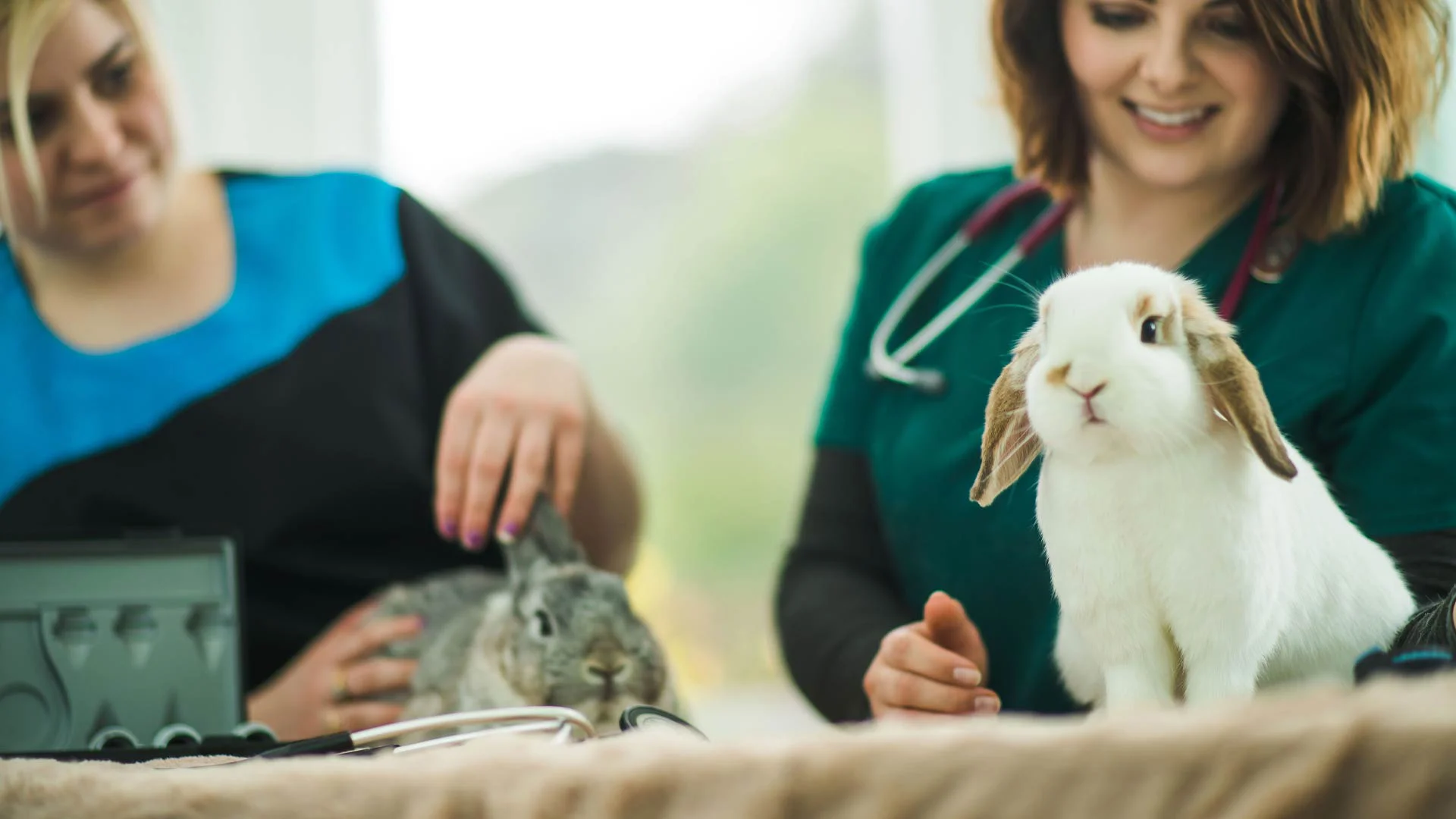 Rabbit consultation