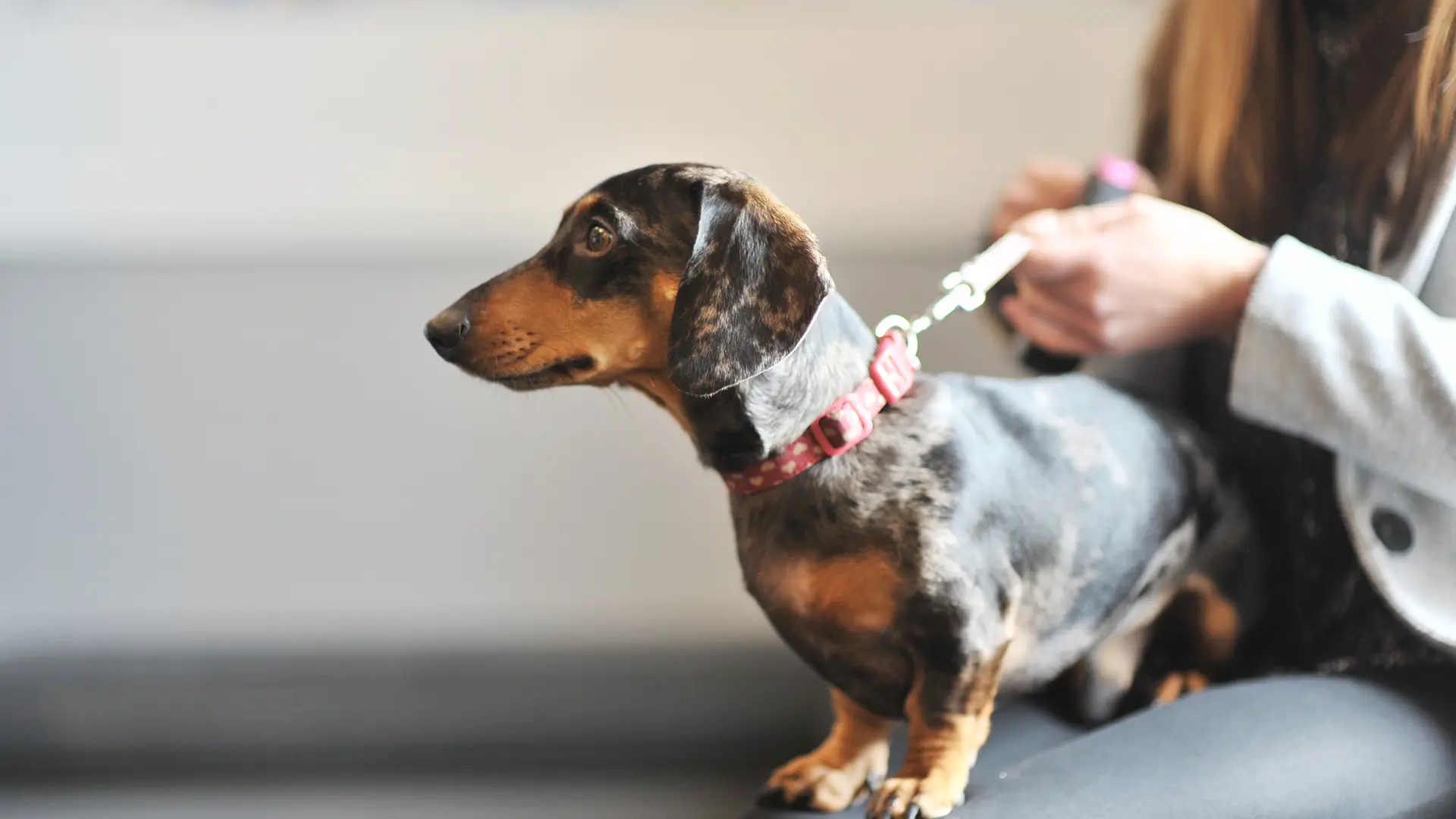 Dachshund dog in waiting area vets