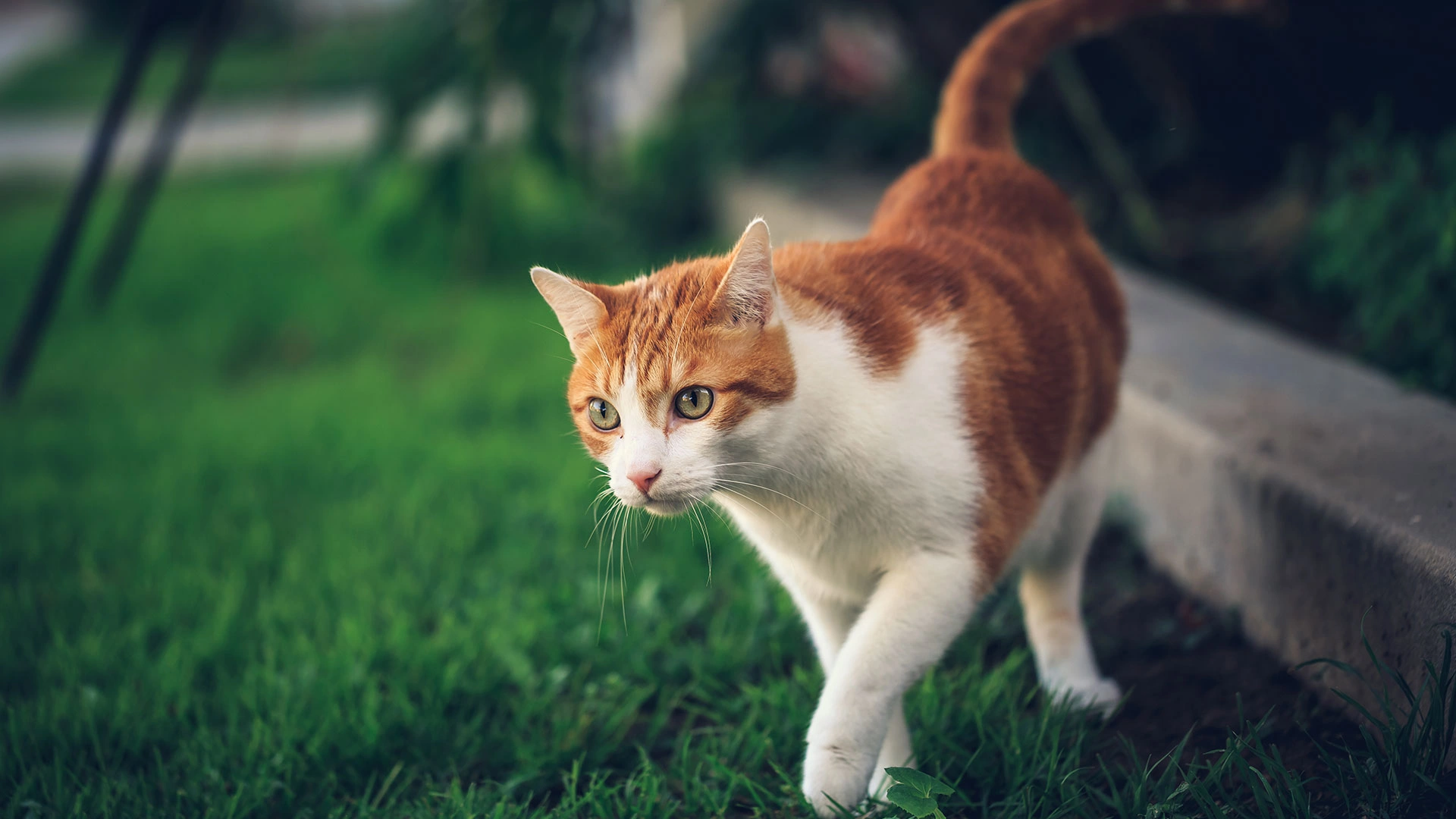 ginger and white cat outside in grass