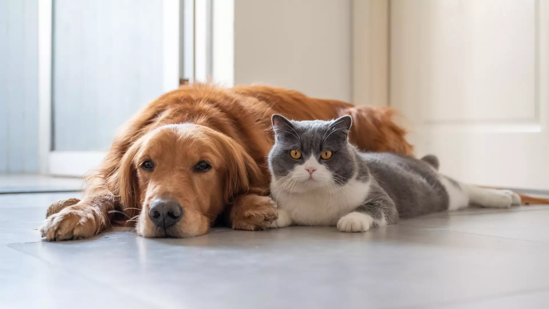 Golden Retriever and Grey Cat