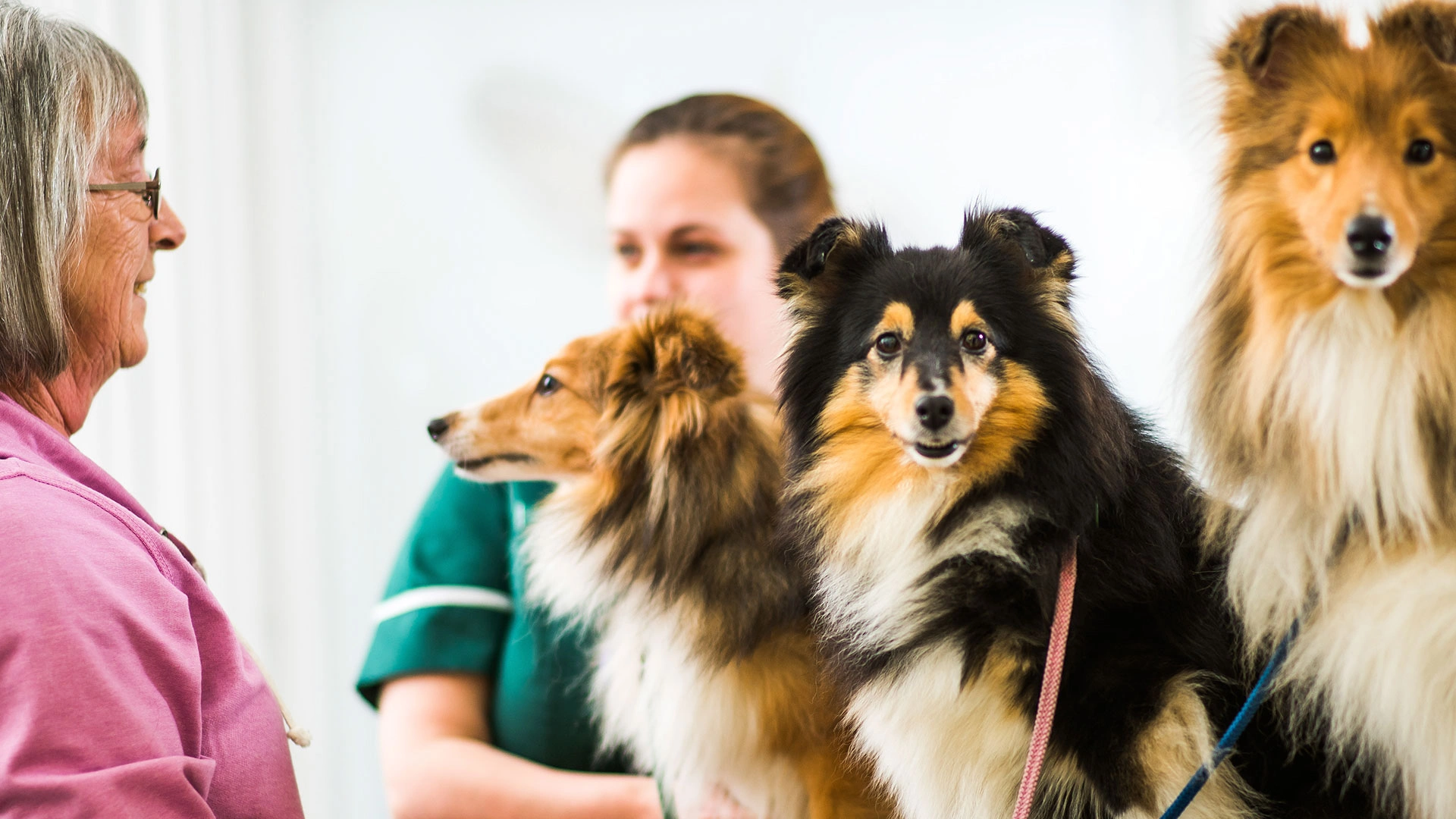 Three dogs consultation