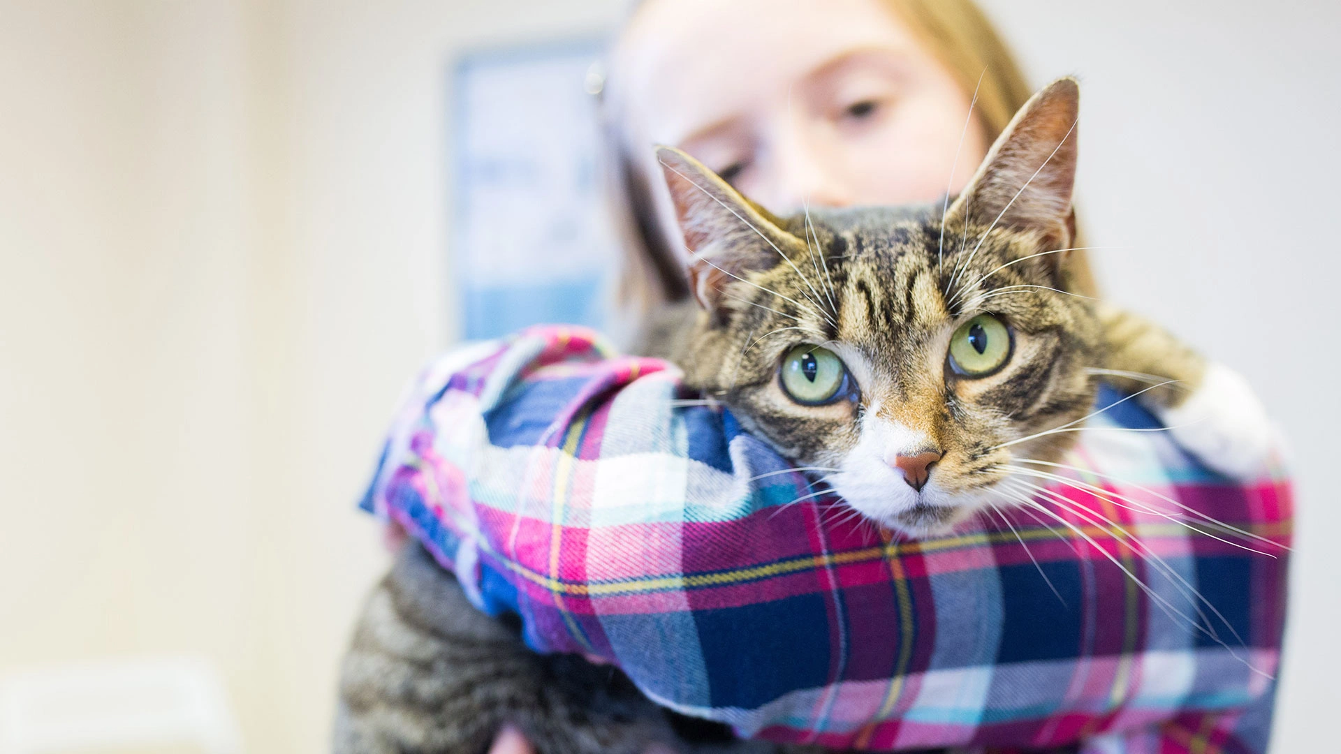 Tabby cat held in owners arm