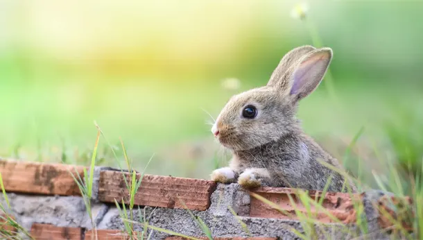Bunny in grass