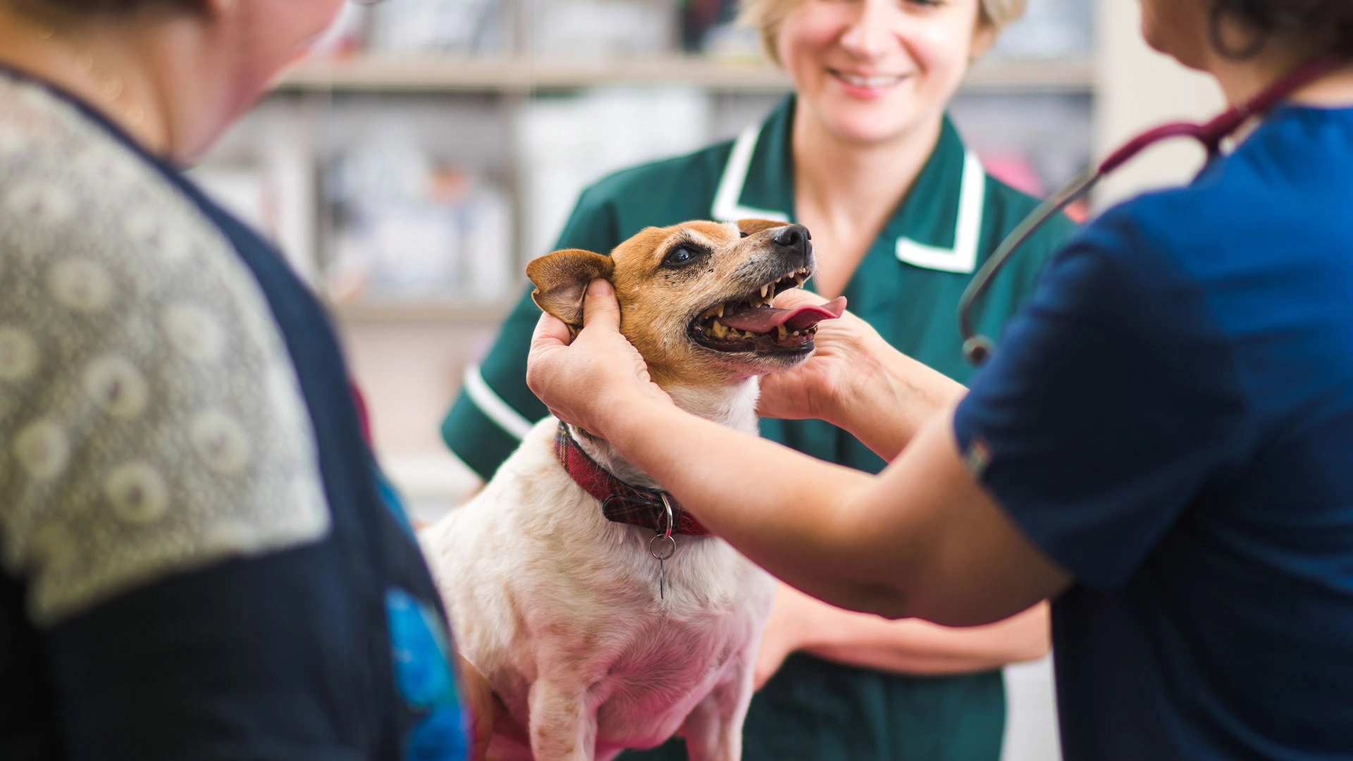 Small dog ear examination