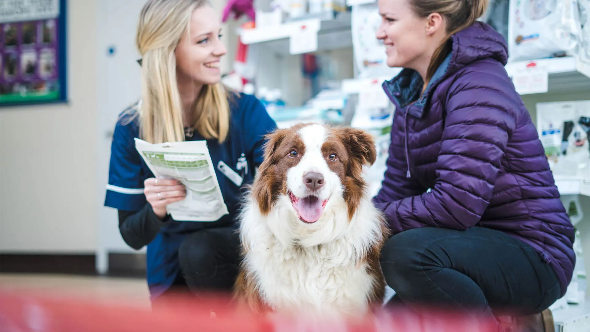Brown and white dog with owner and nurse