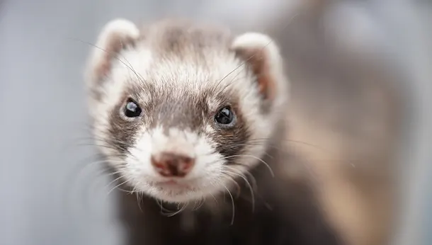 Ferret close up