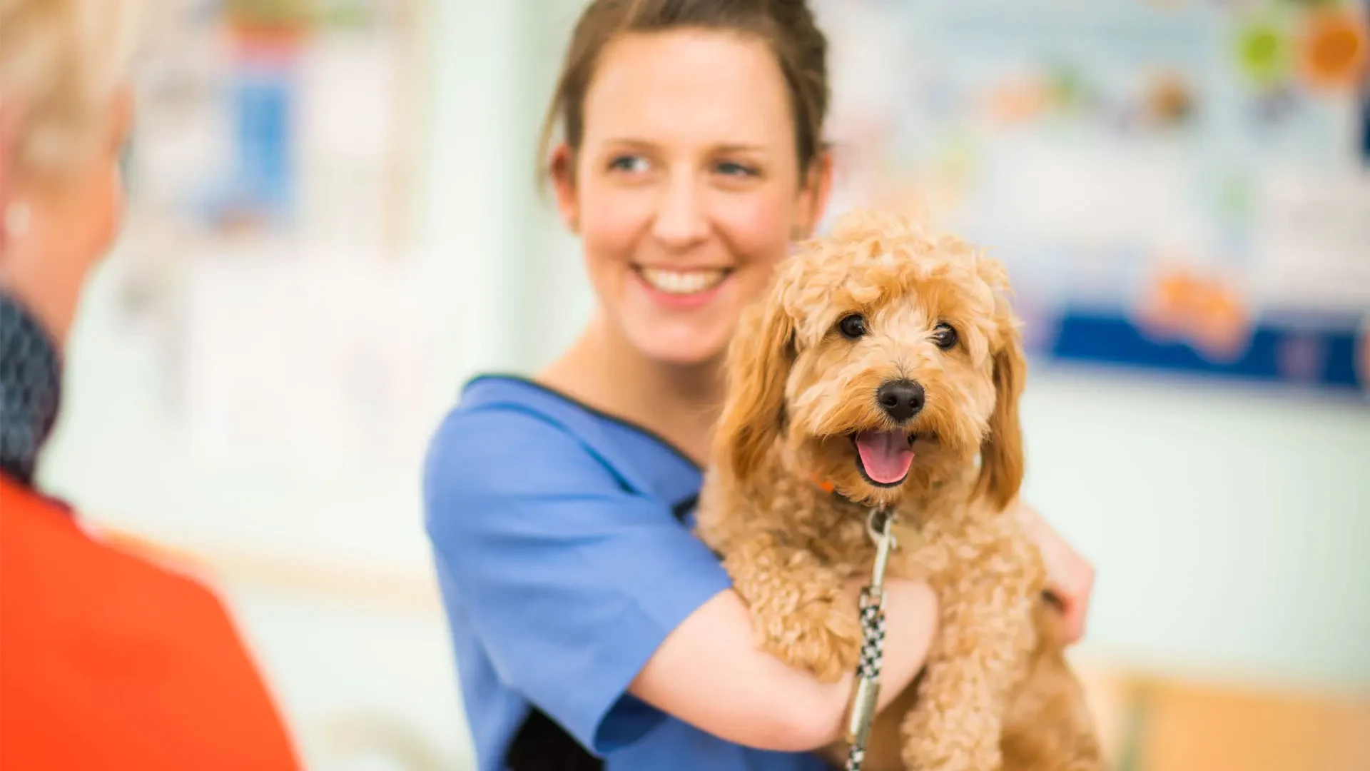 Golden puppy held by nurse
