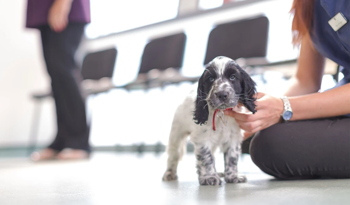 black and white spaniel puppy