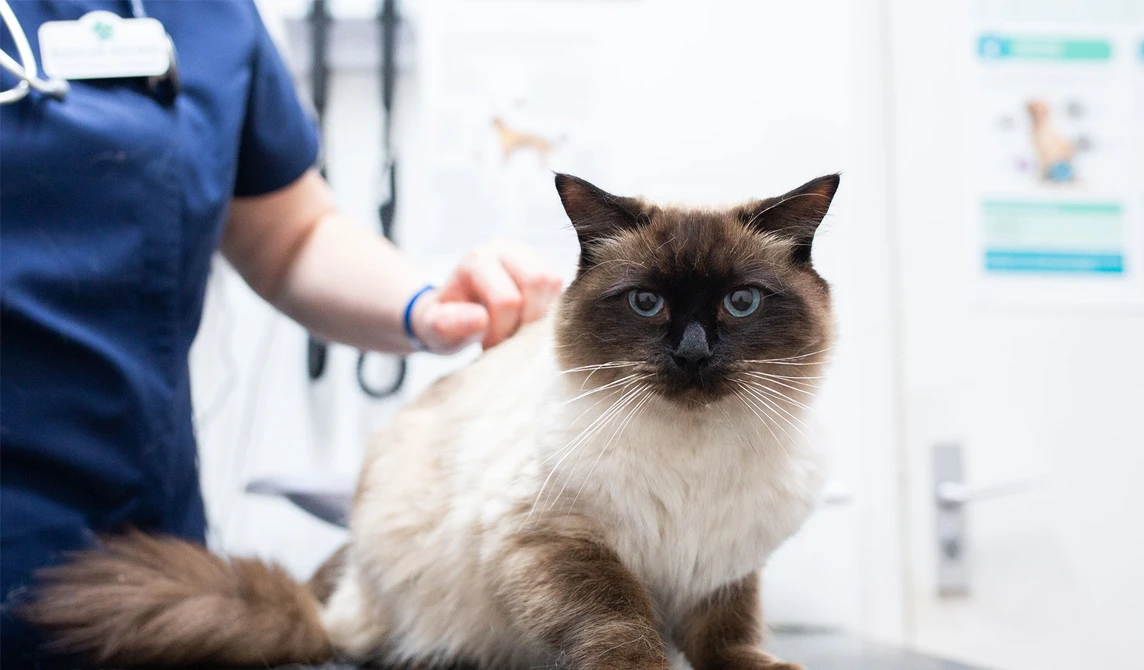 cream cat with blue eyes with vet