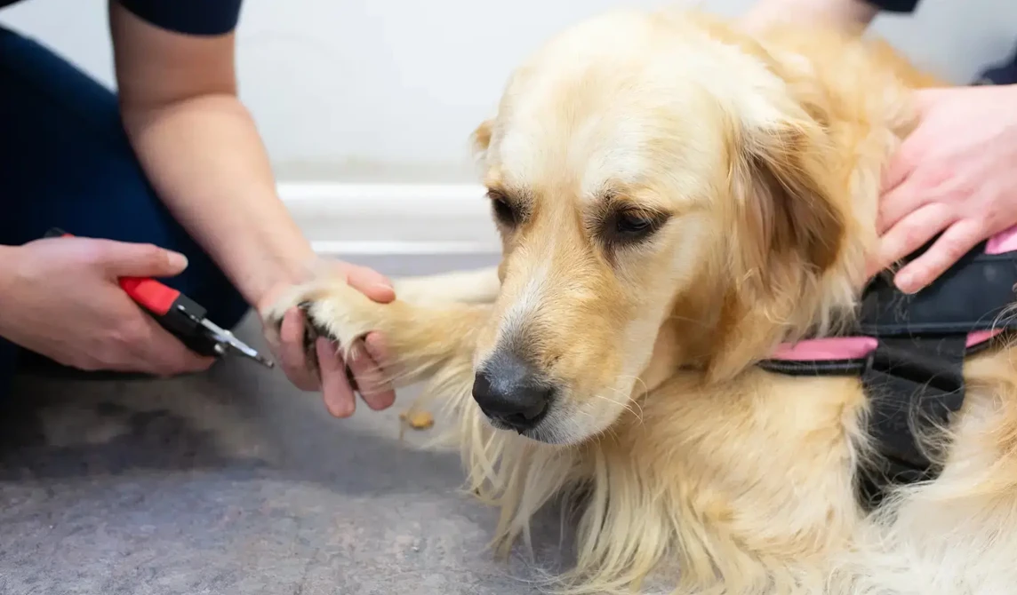 large golden dog having claws clipped