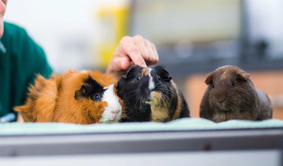three guinea pigs with vet nurse