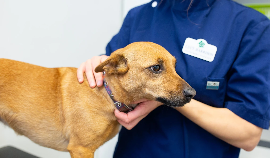 vet examining small brown dog