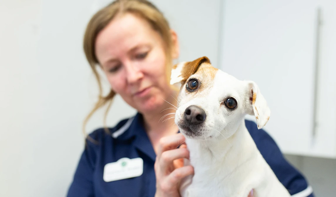 small white terrier dog with vet