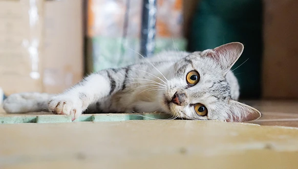 cat laying down