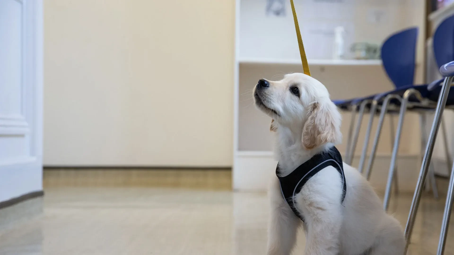 Labrador puppy looking up