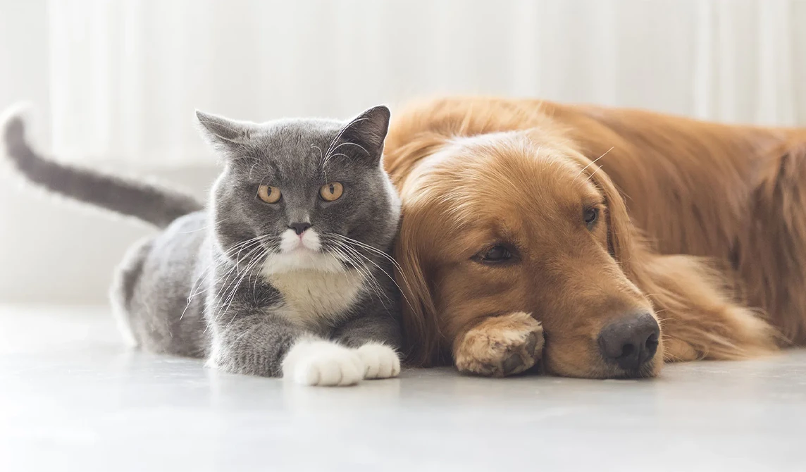 cat and dog lying together