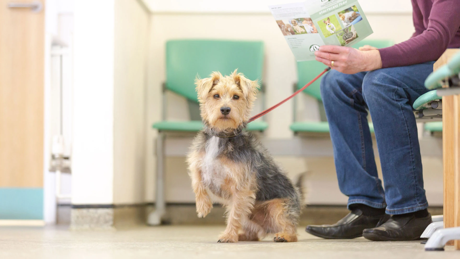 terrier in the waiting room