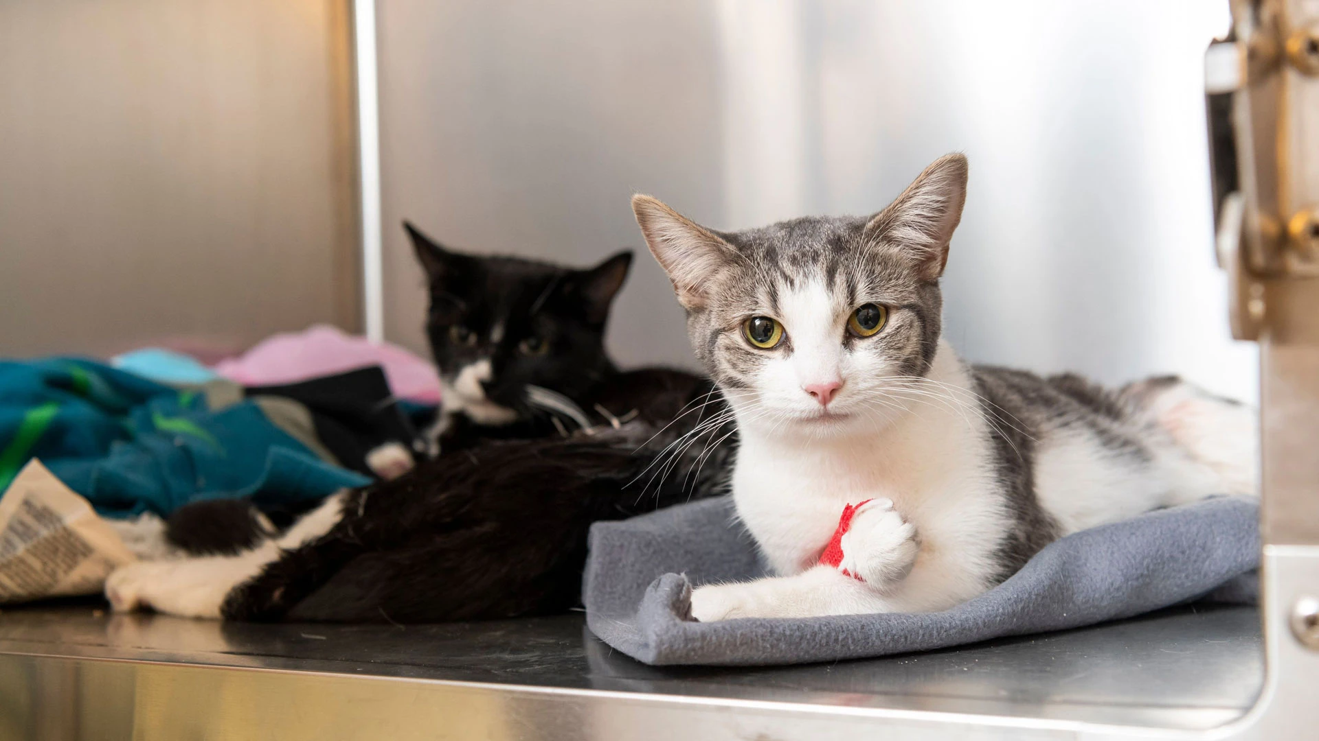two cats in a cattery
