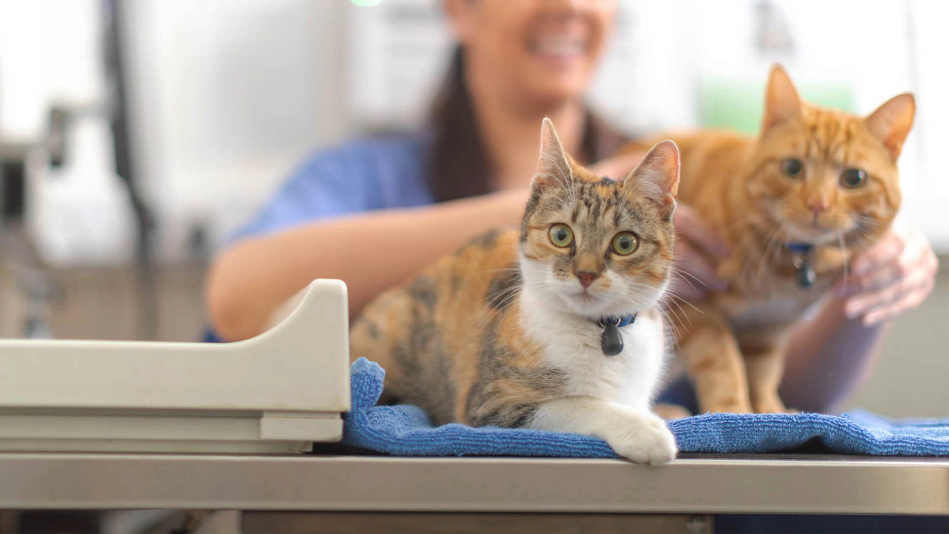 two ginger cats at vets