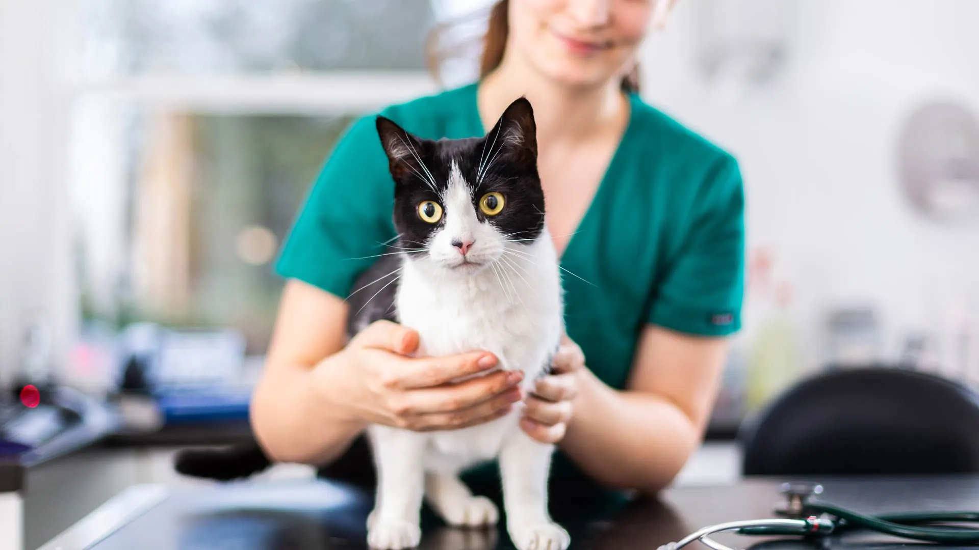 White cat checking with a nurse