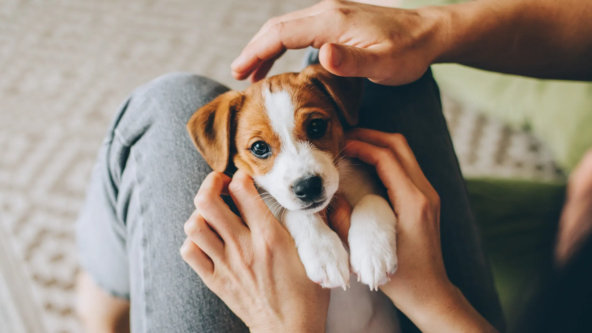 Puppy on laps