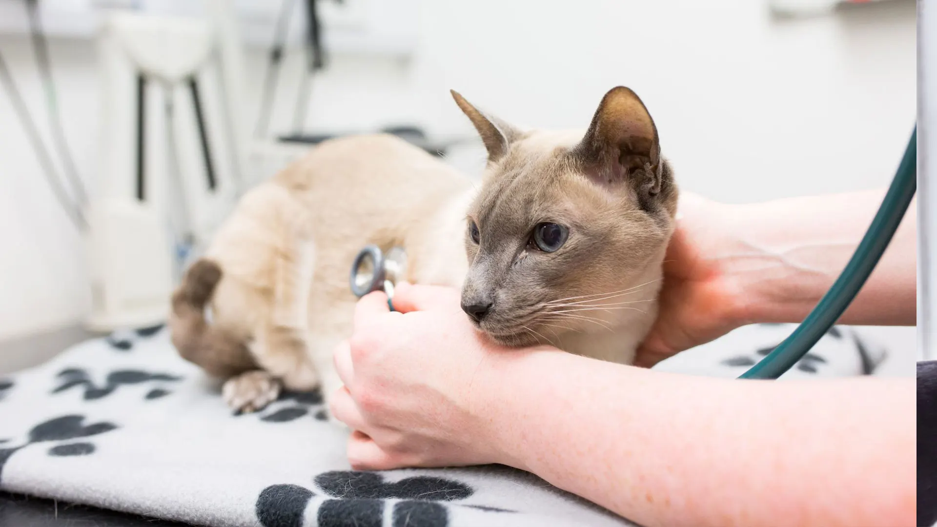 Cat in health check 