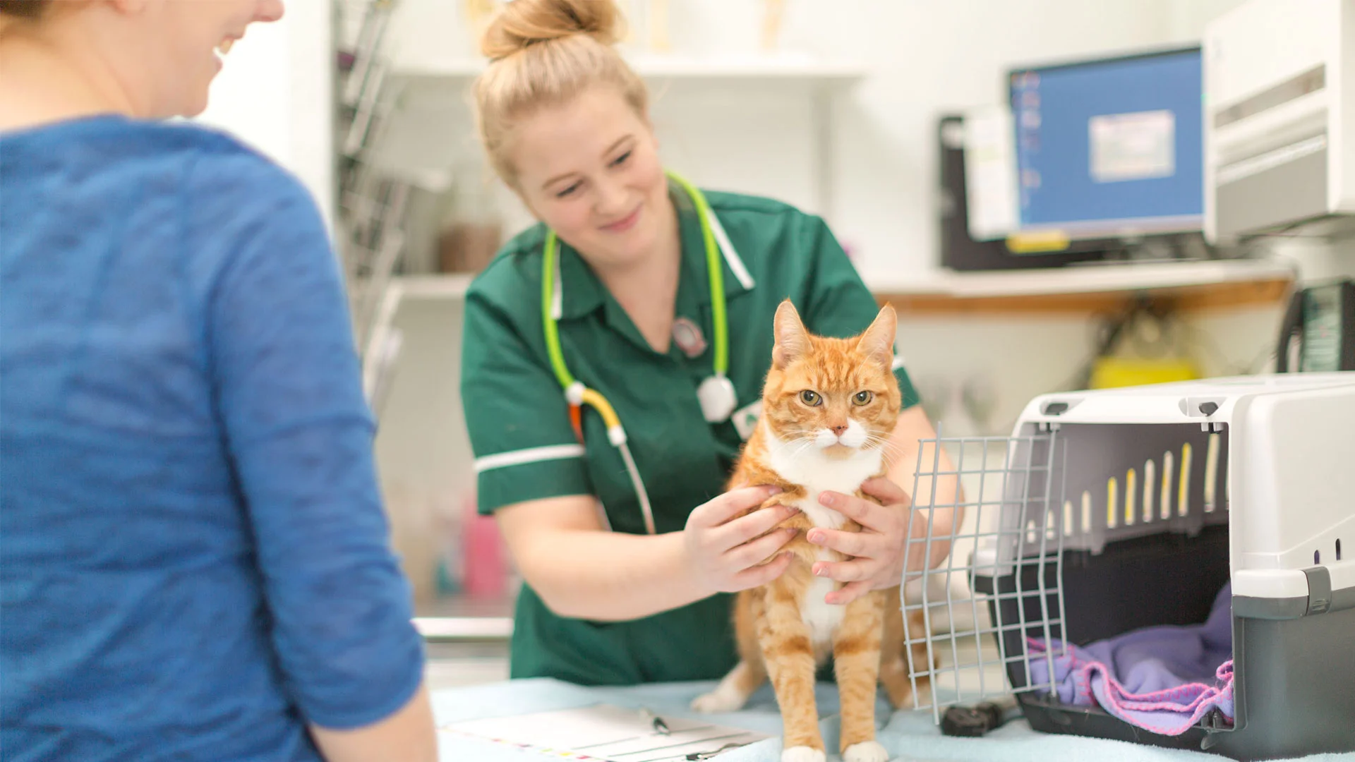 ginger cat in nurse consult