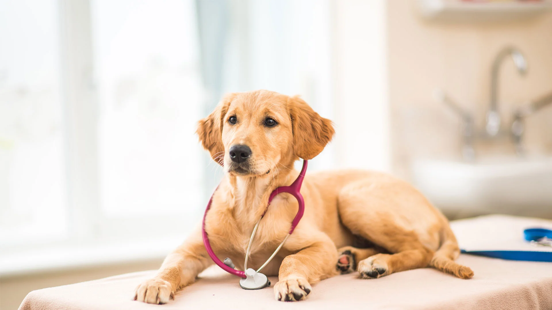 labrador dog examination