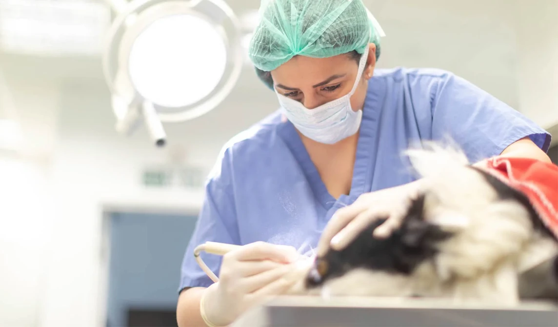 vet operating on dog